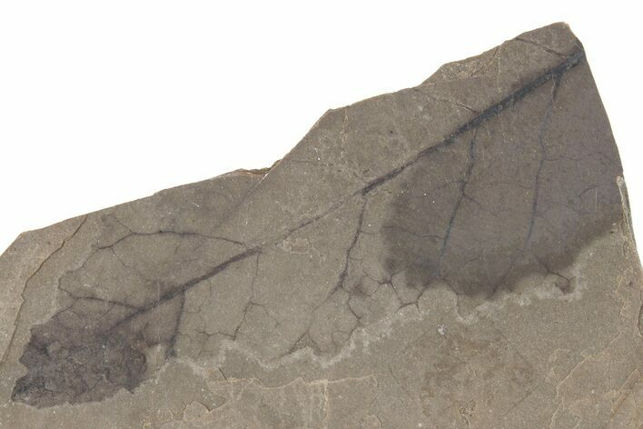 Partial Fossil Leaf (Betula) - McAbee Fossil Beds, BC #221157